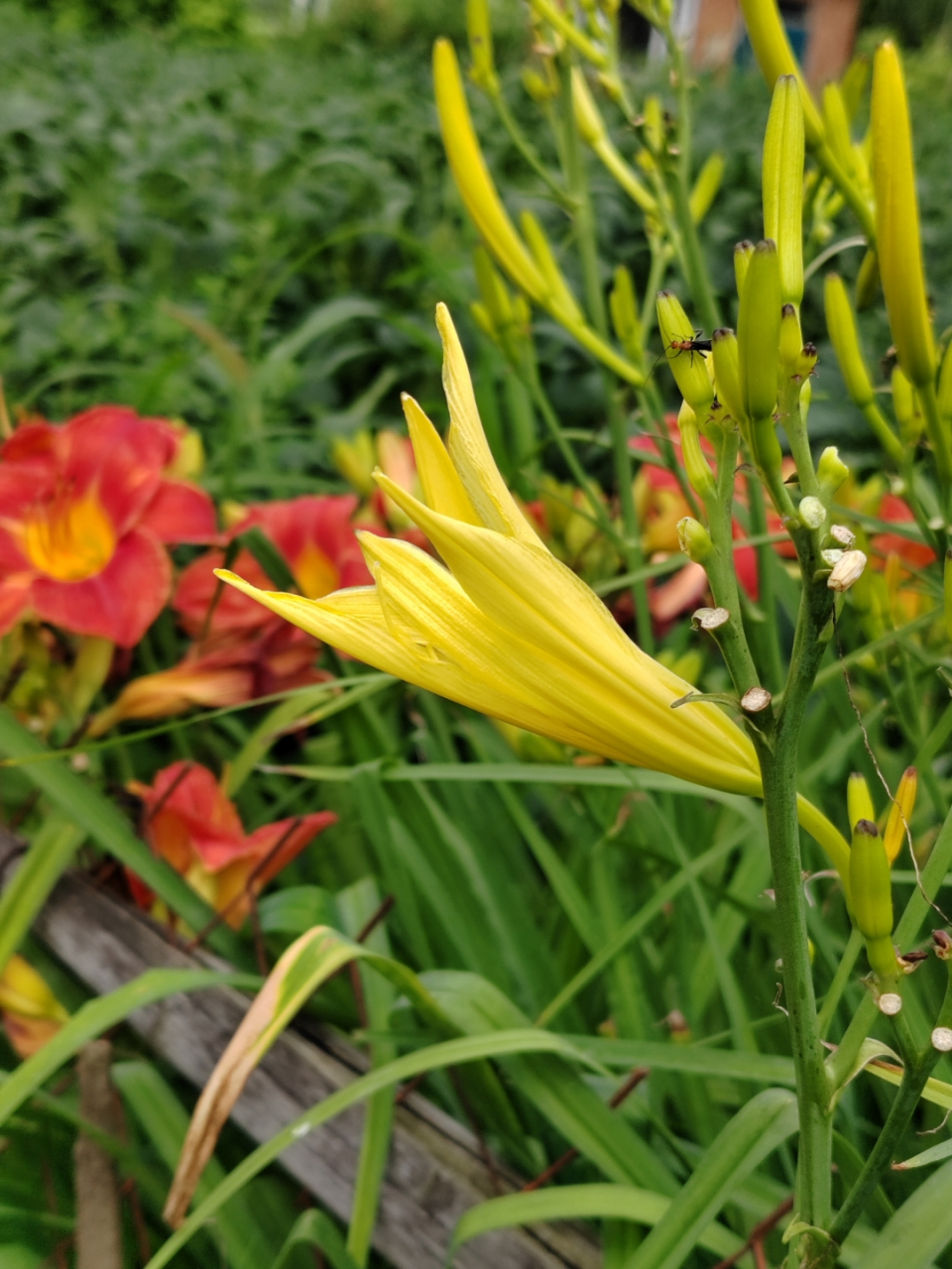 岁月静好花草香[太阳]