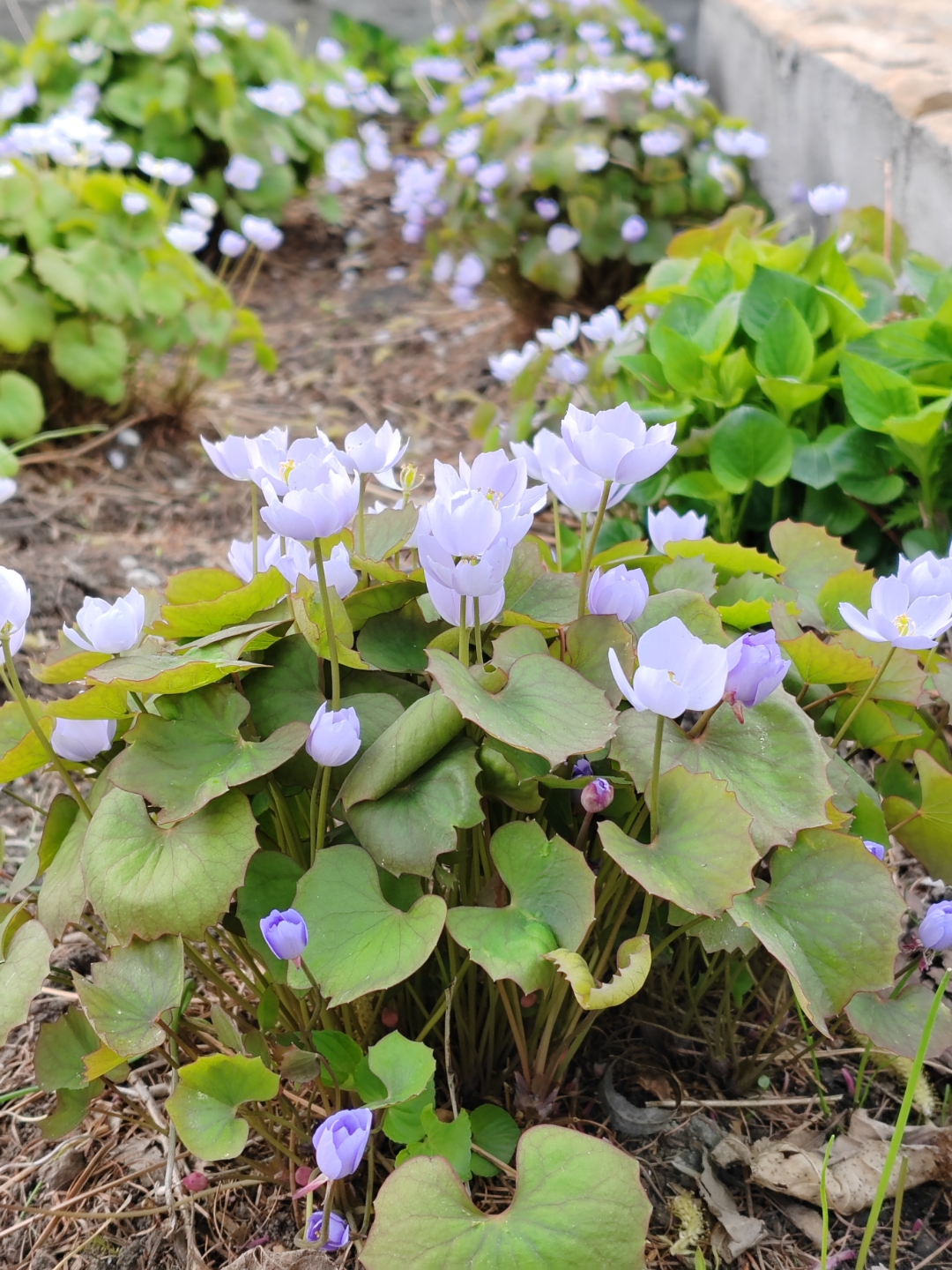 这个花开似"紫霞仙子"的花,是"鲜黄连",一般长在东北的山上,这是在