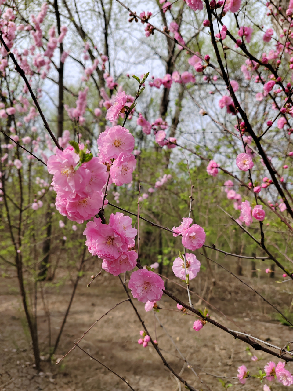 重瓣榆叶梅花期图片