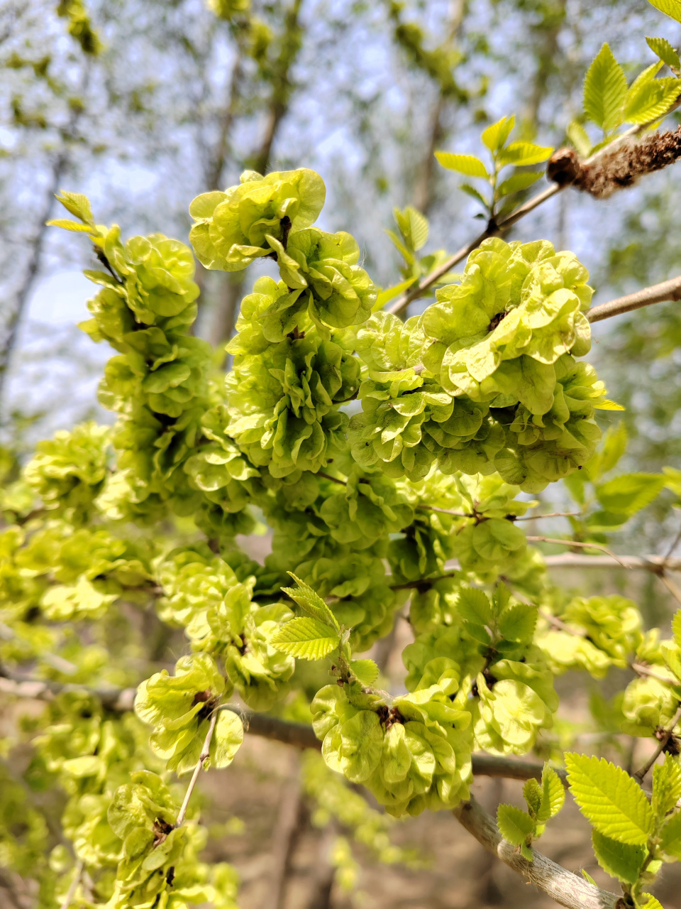 榆钱一串串,能做榆钱饭!