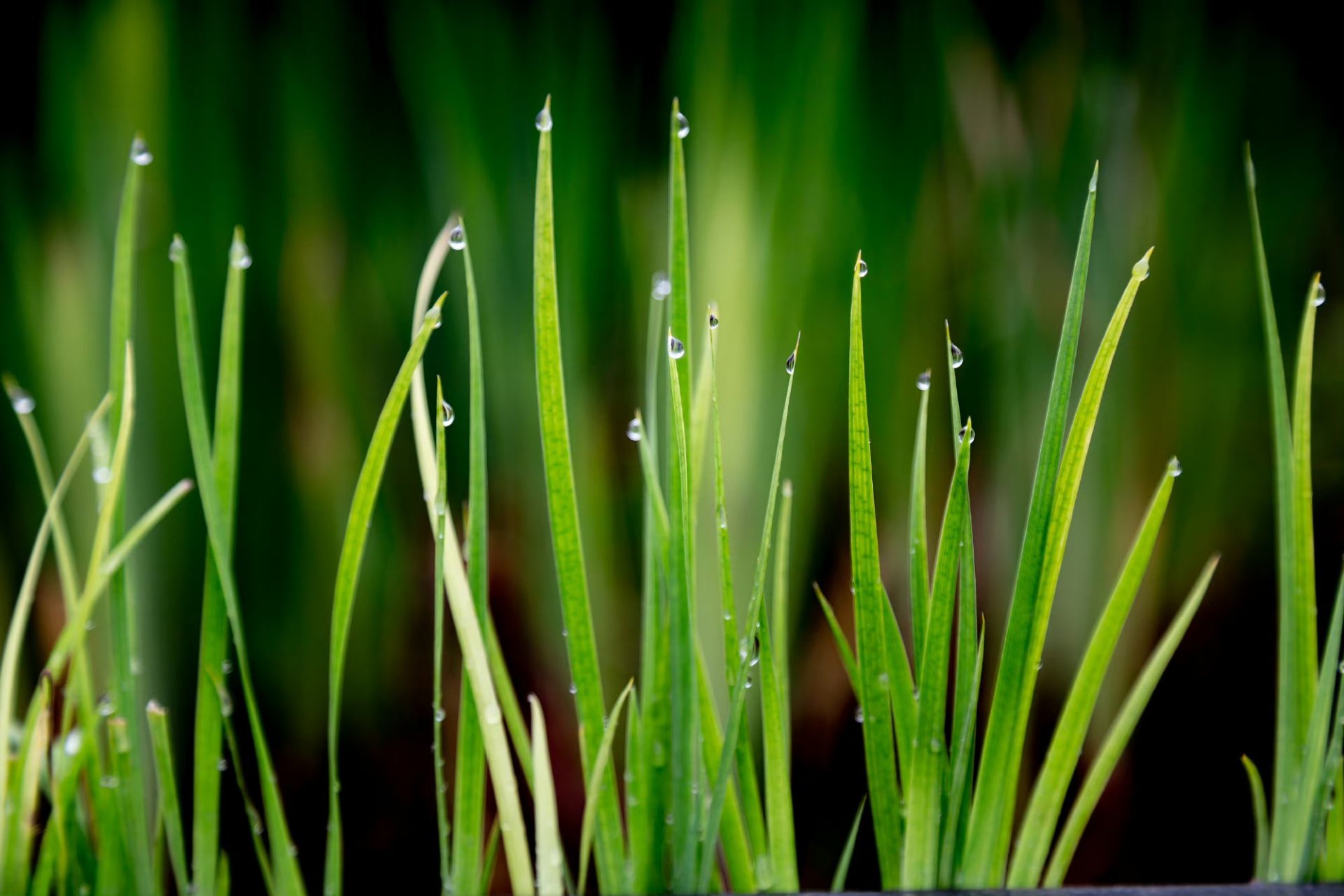 独惭出谷雨,未变暖天风, 祝福吉祥,康健,安好. 67
