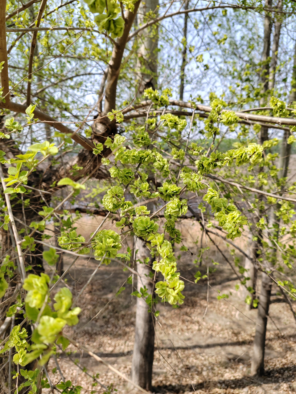 榆钱一串串,能做榆钱饭!