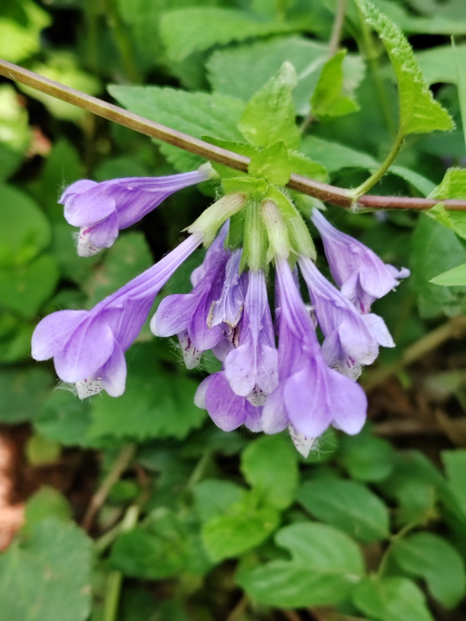 龙头草,紫色的花不多见,太好看了!