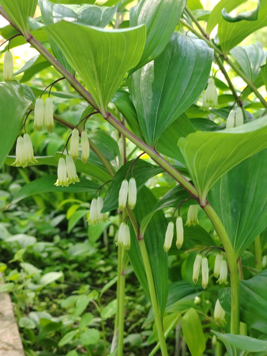 这个玉竹应该是打籽的,正合我意,秋天采集一点,种我家菜园子里,坐