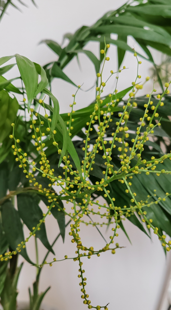 袖珍椰子种子图片图片