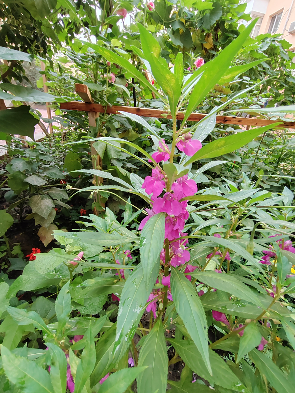 我们这叫"芨芨草",你们那都叫啥名字呀? 676767