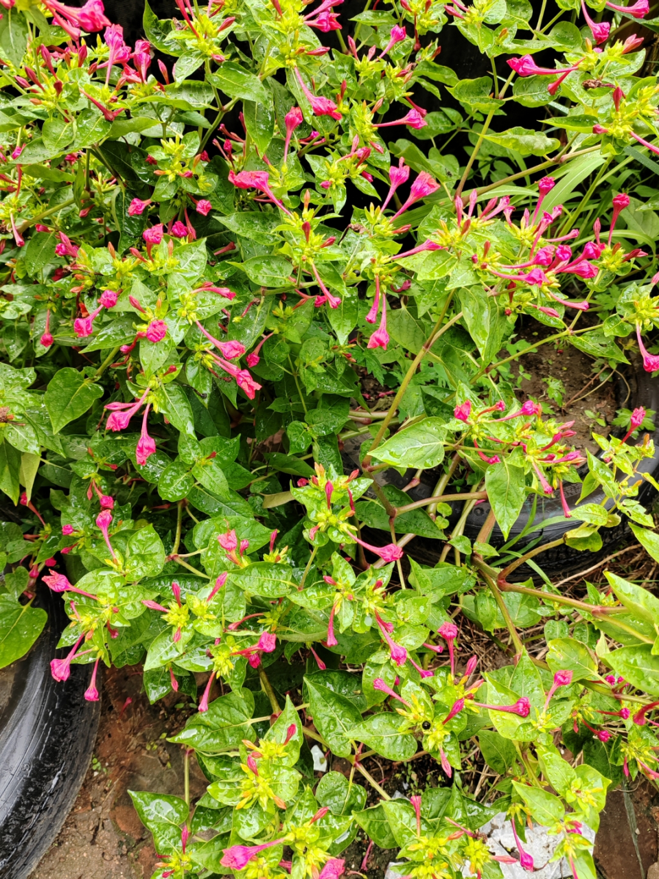 岁月静好花草香[太阳]