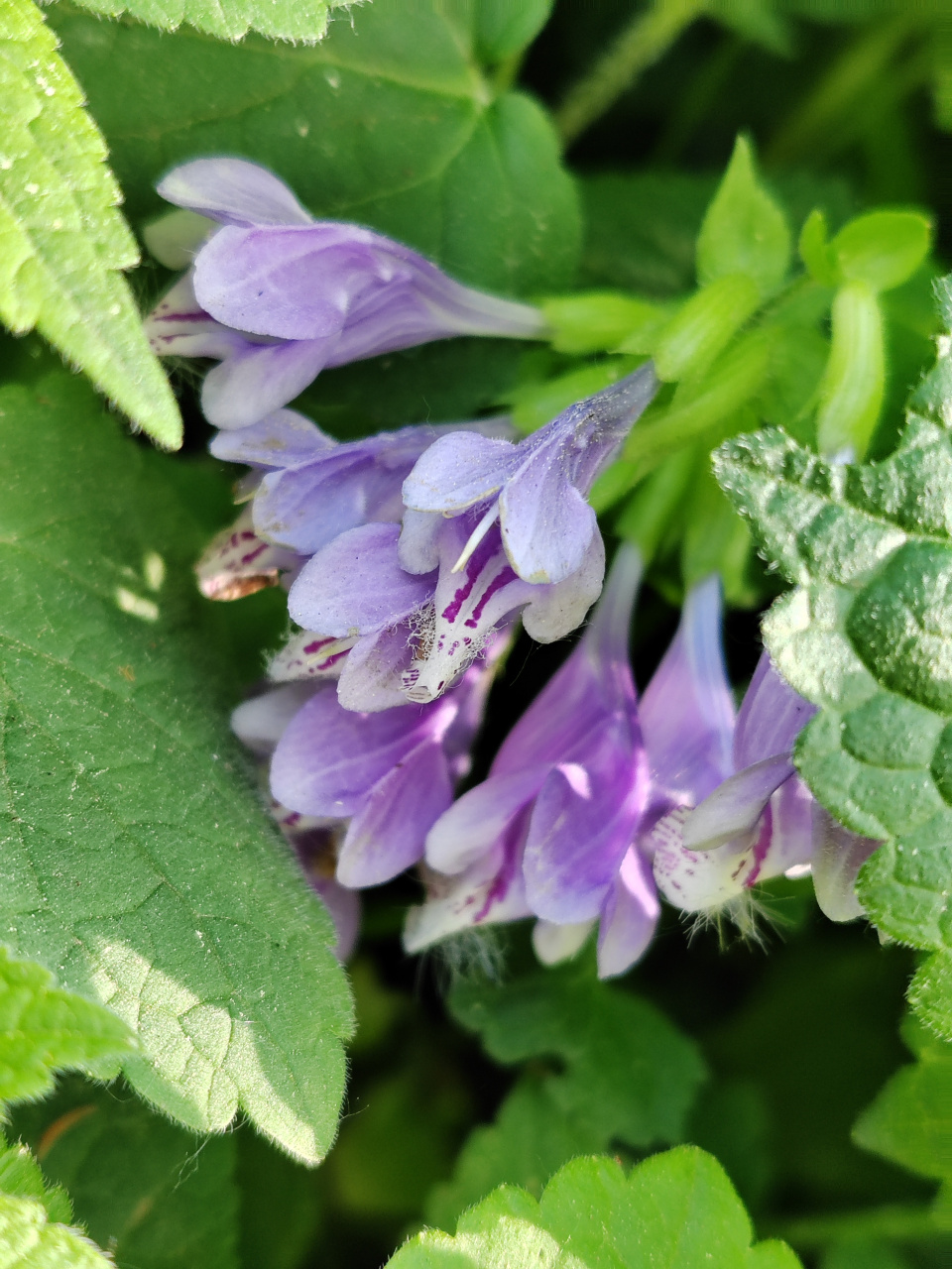 龙头草,紫色的花不多见,太好看了!