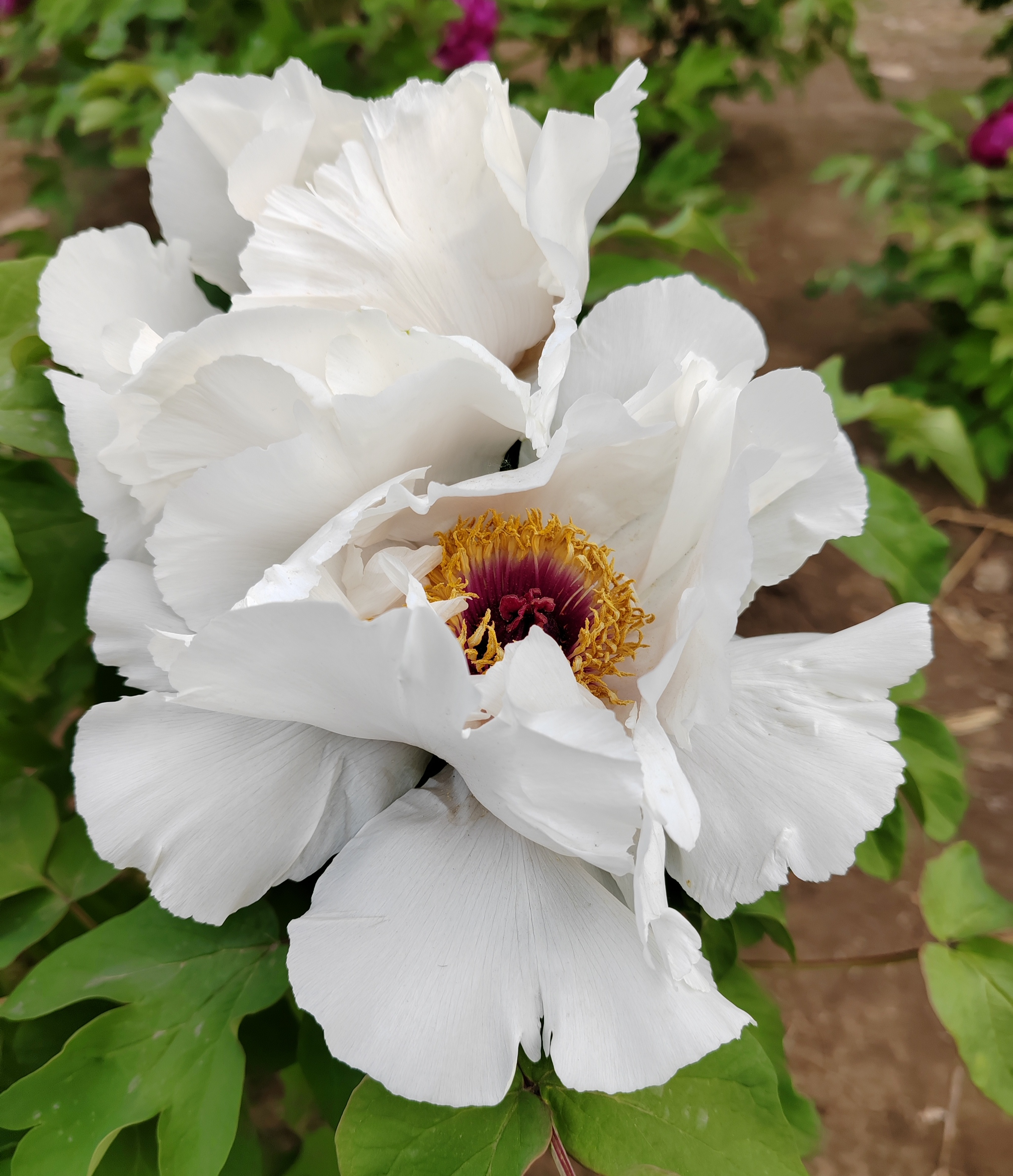 白牡丹,大气优雅