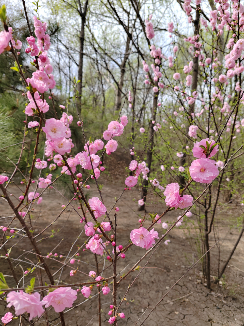 重瓣榆叶梅花期图片