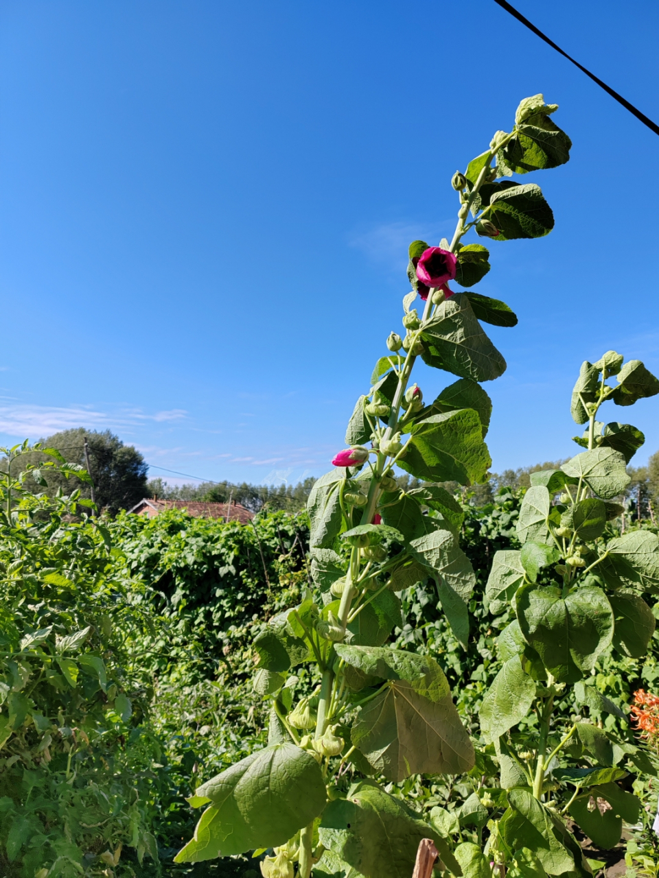 岁月静好花草香[太阳]