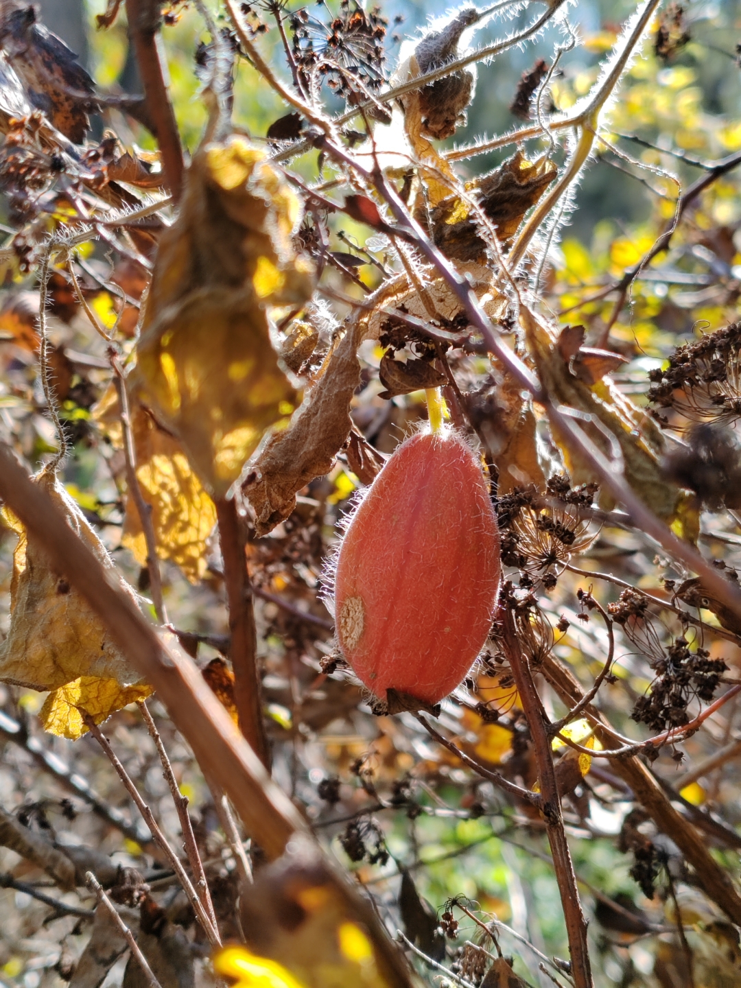 赤瓟根