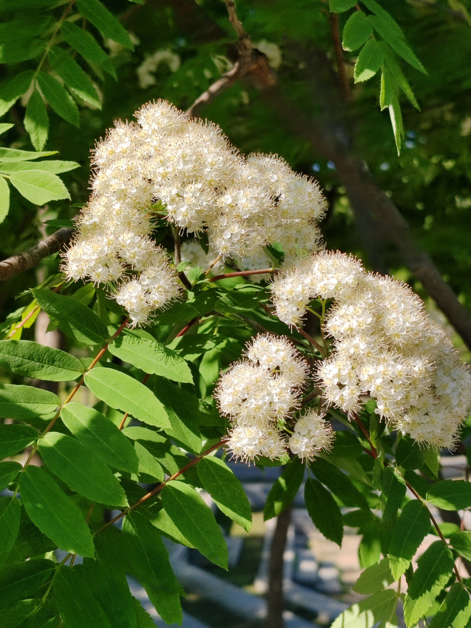 楸木树花图片图片