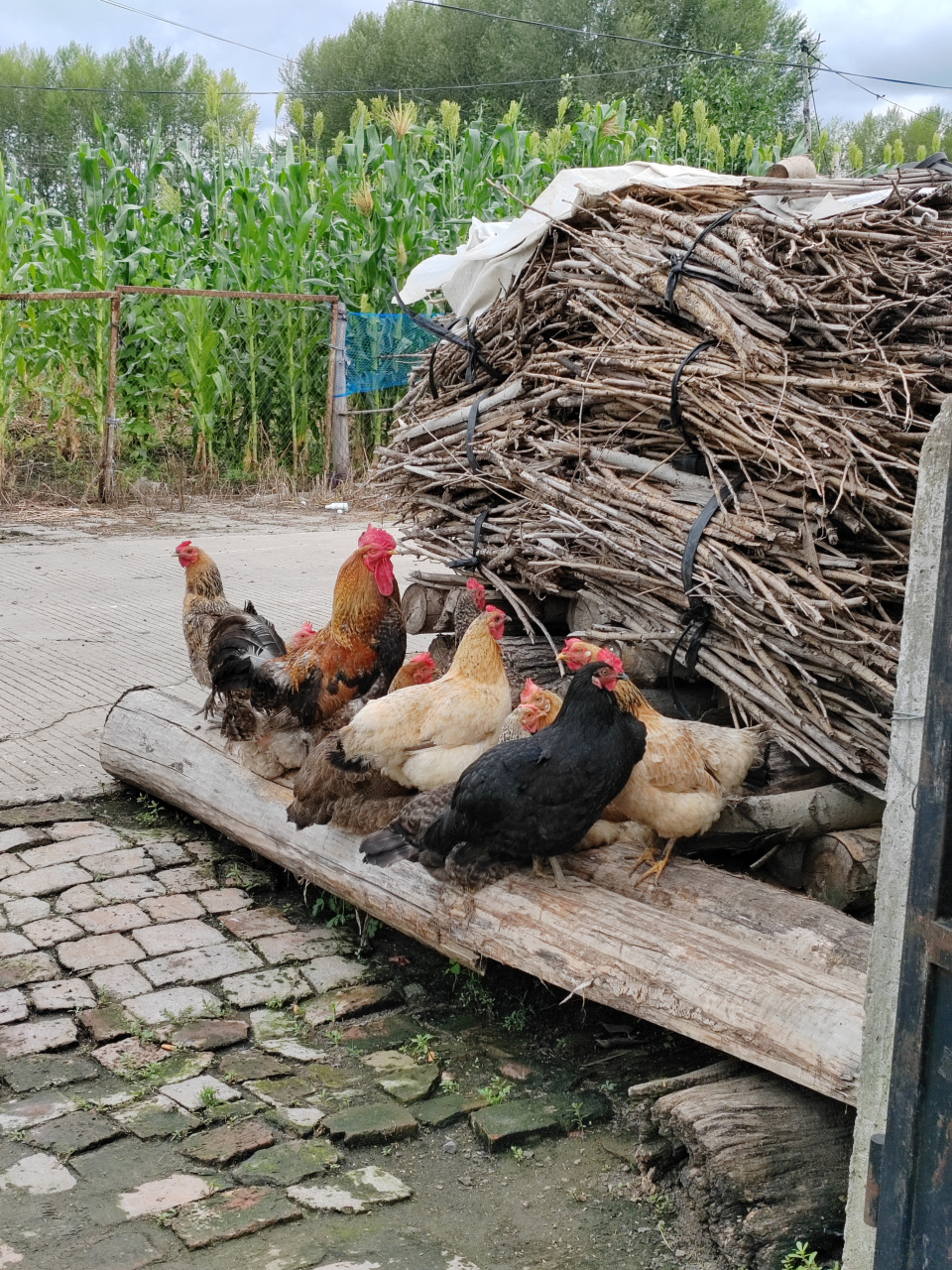 鸡鸭鹅狗,凑齐了[开心]