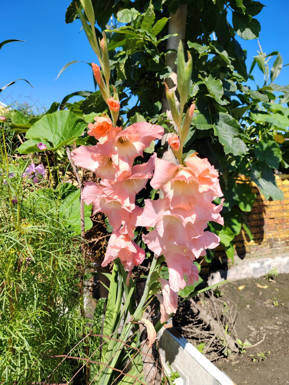 岁月静好花草香[太阳]