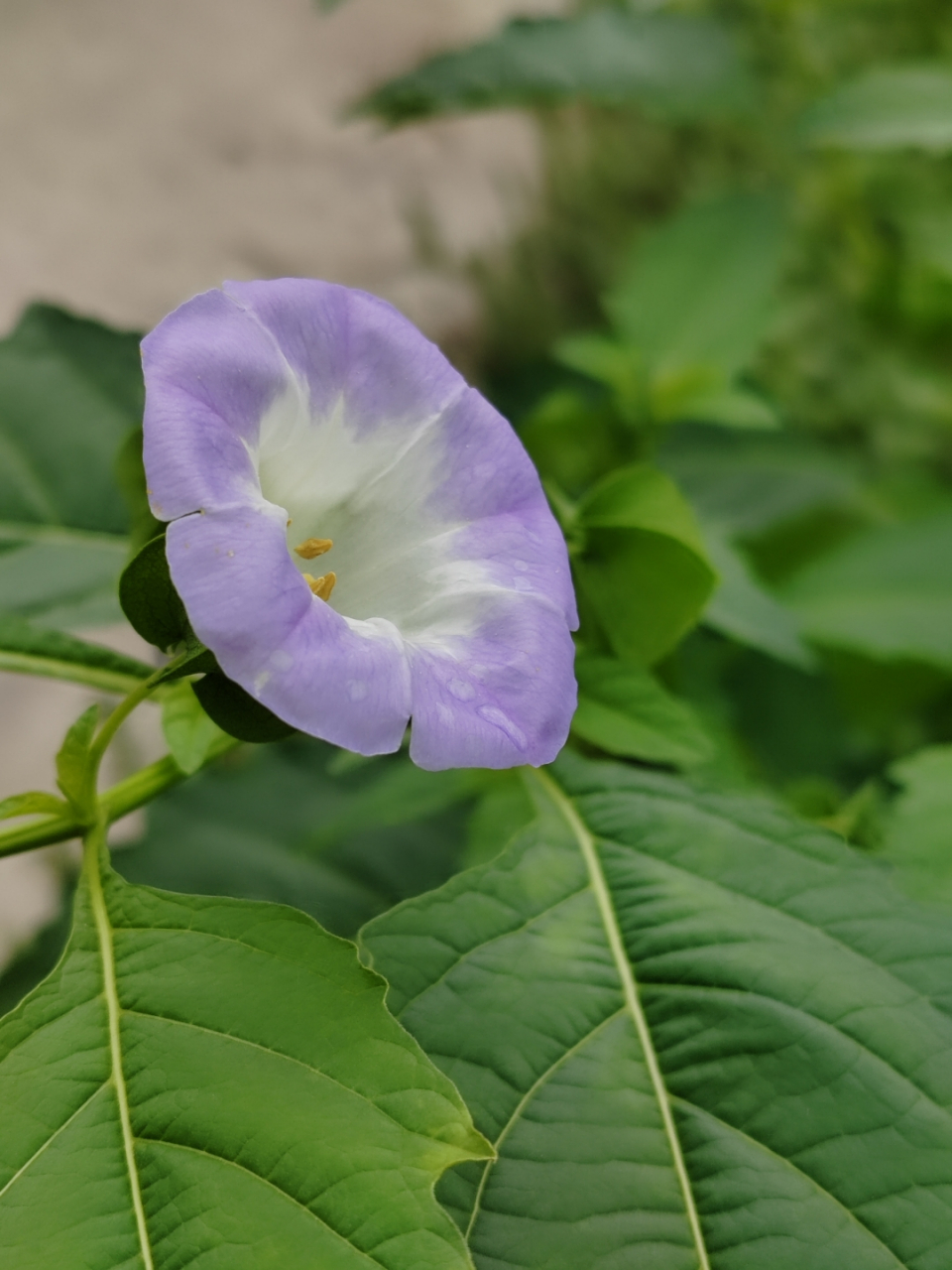 岁月静好花草香[太阳]