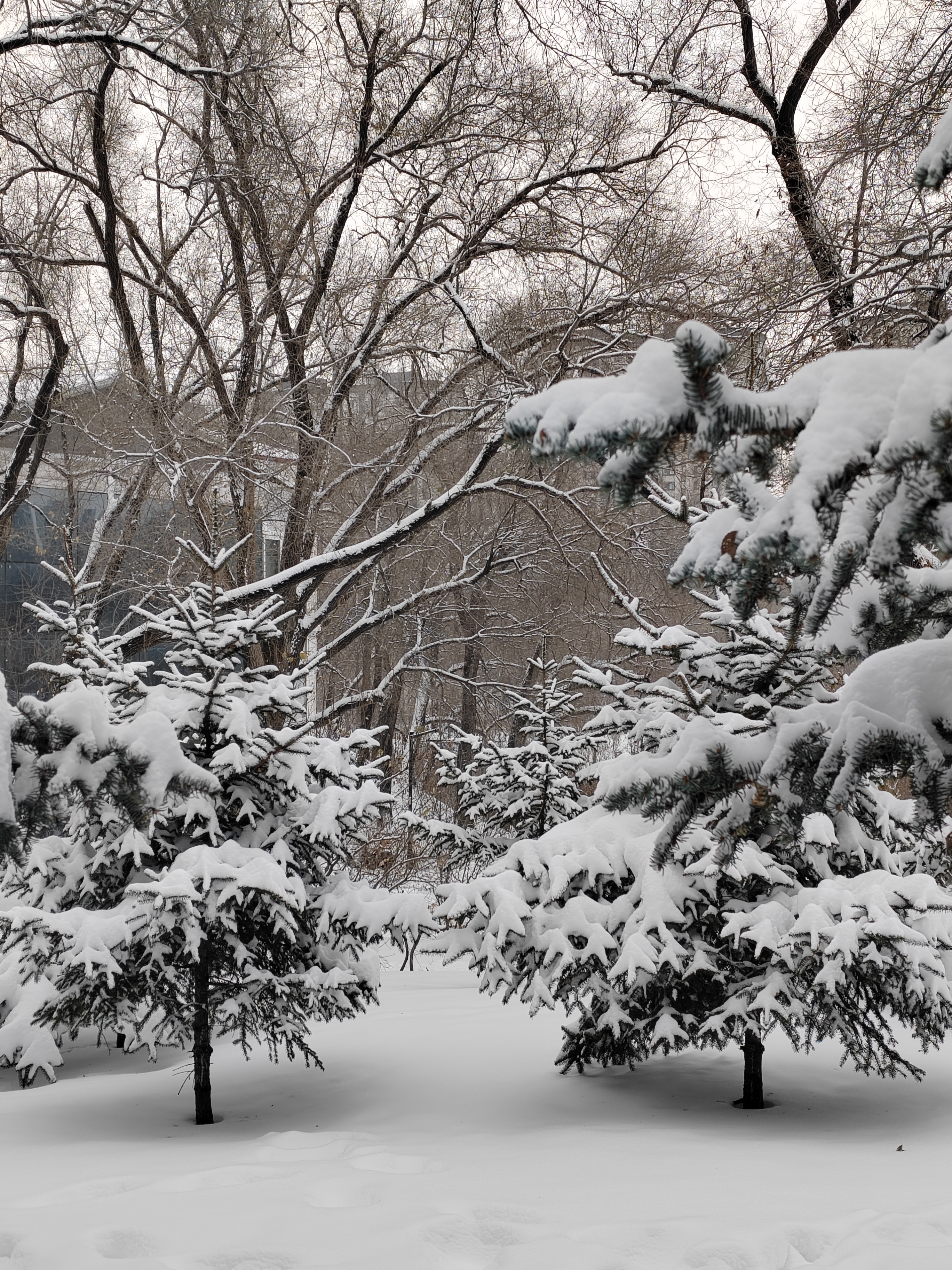 大雪纷飞图片真实艳阳图片