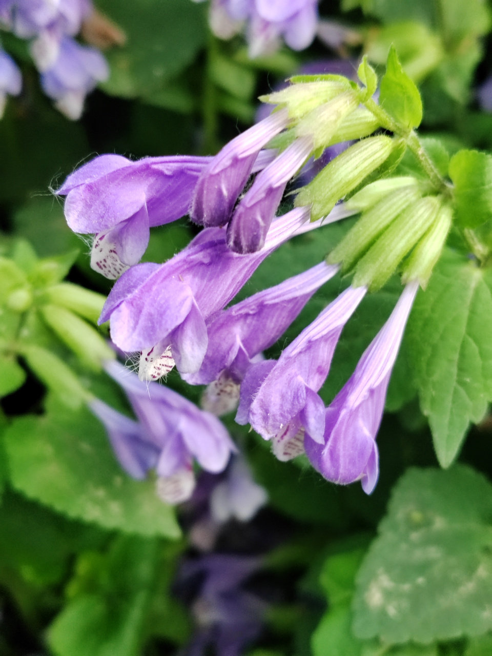 龙头草,紫色的花不多见,太好看了!