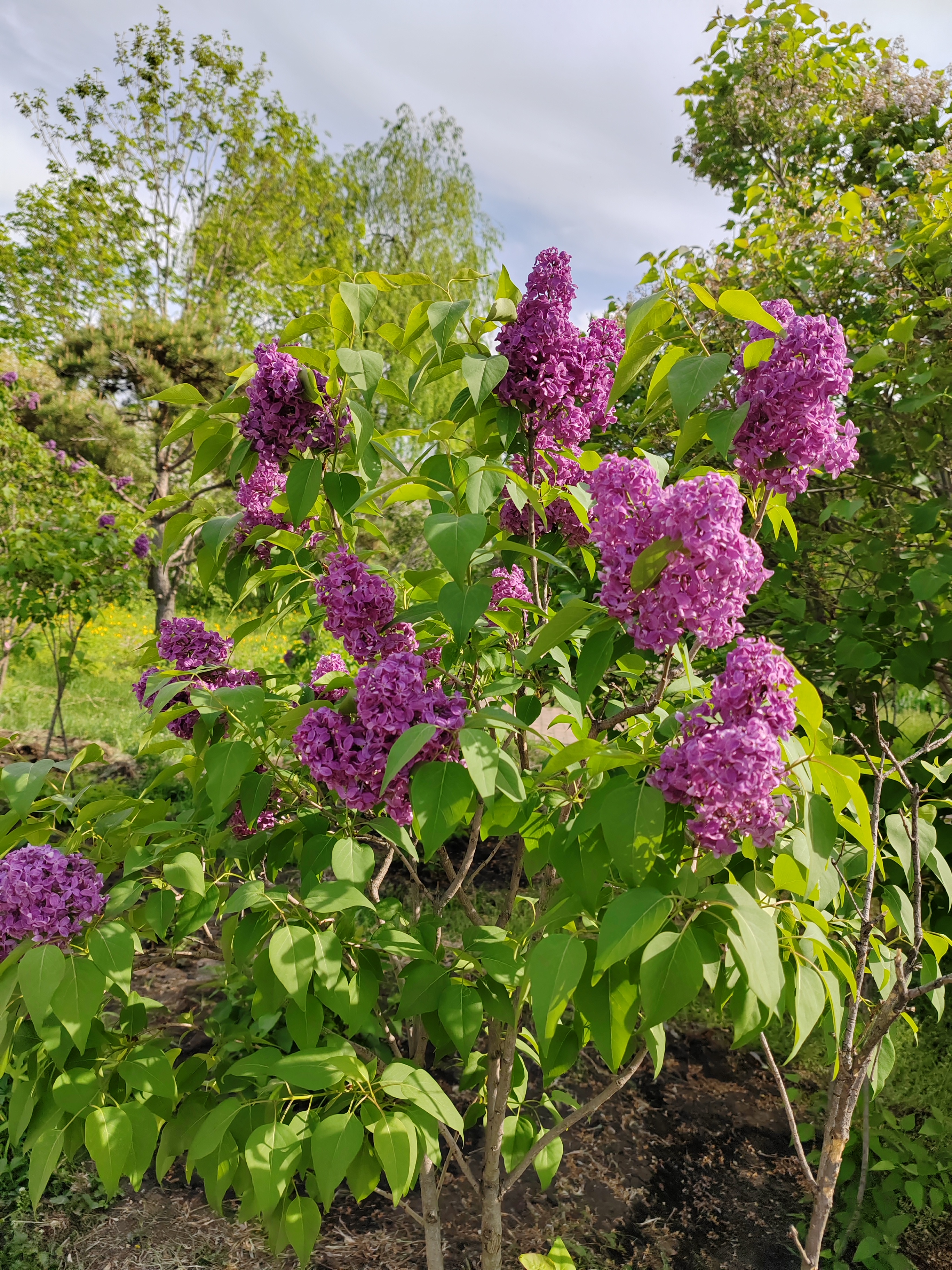 第一次见这么紫的丁香花,这才是真正的紫丁香吧!