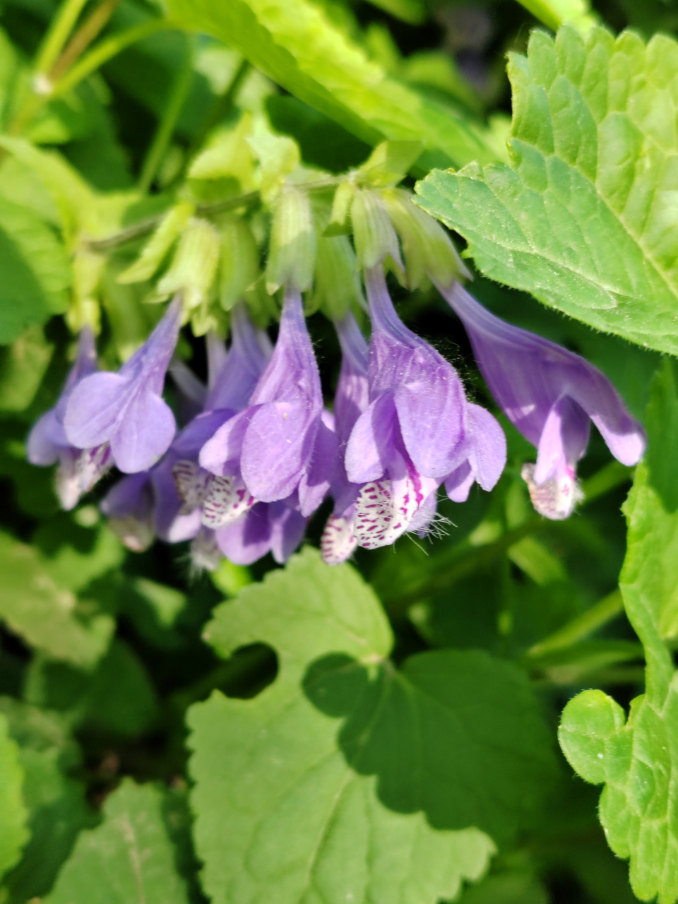 龙头草,紫色的花不多见,太好看了!