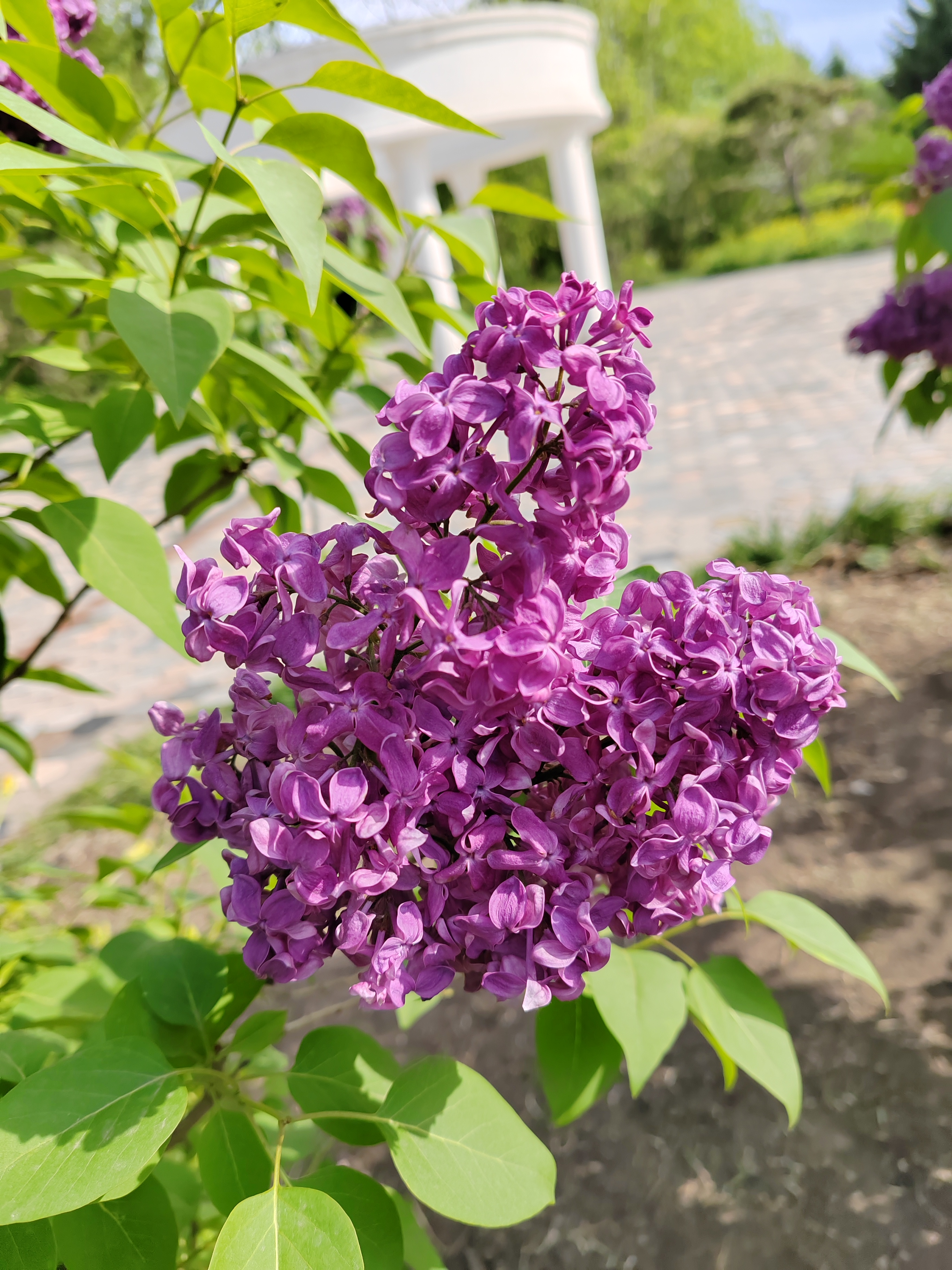 紫丁香花 许愿图片