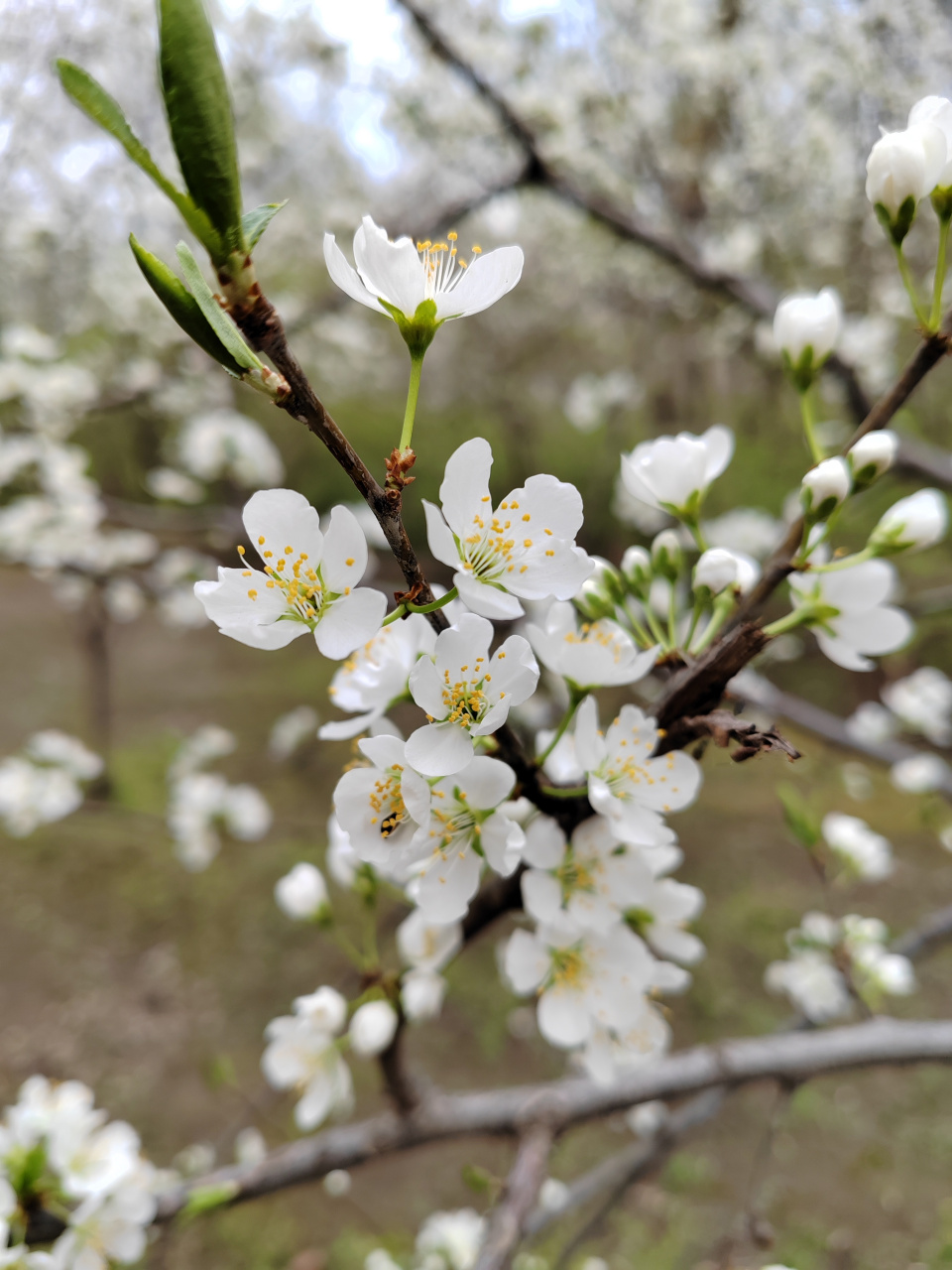 洁白无瑕,李子树开花了.