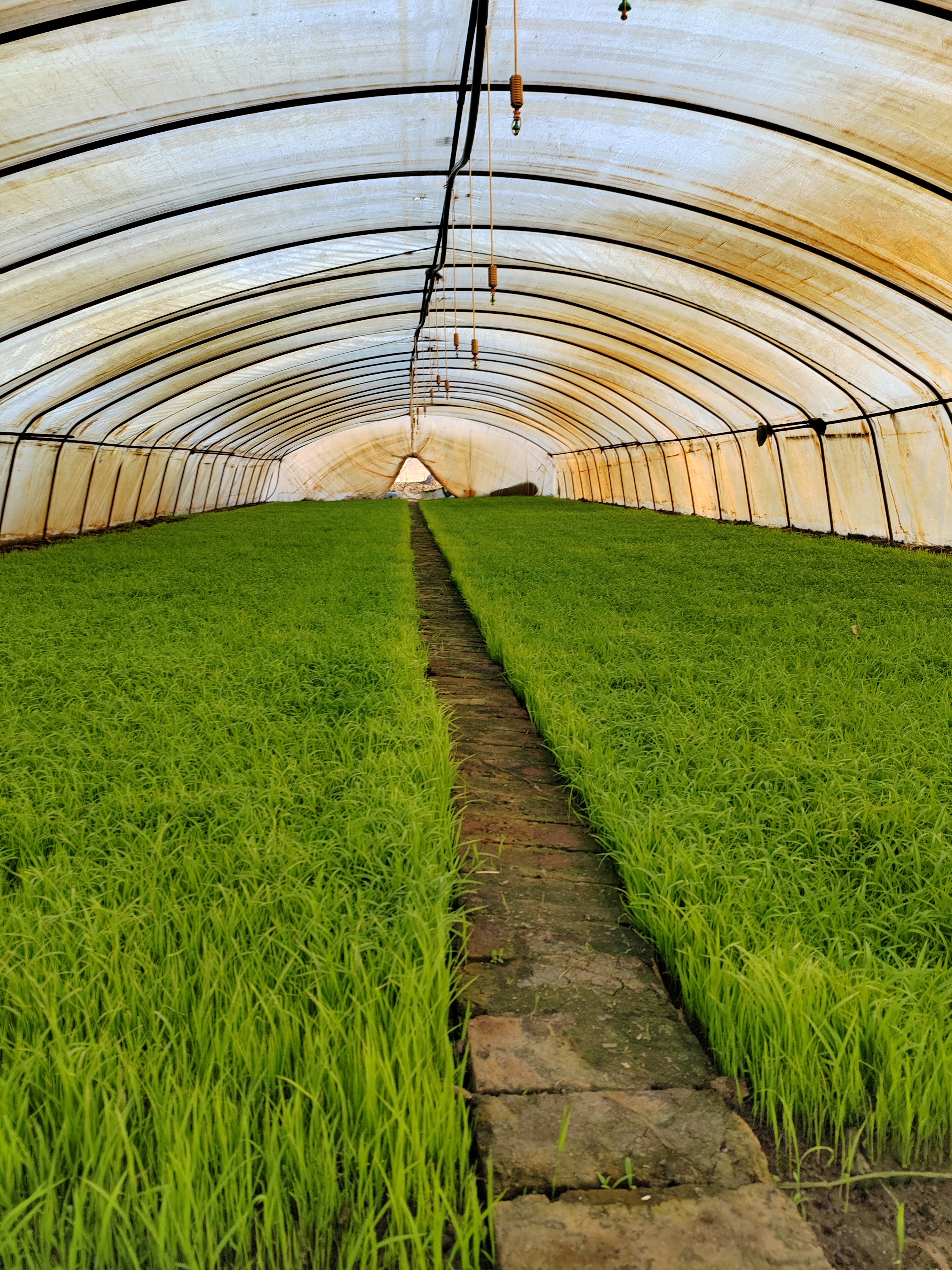 今年的稻苗不错,希望是风调雨顺的一年!