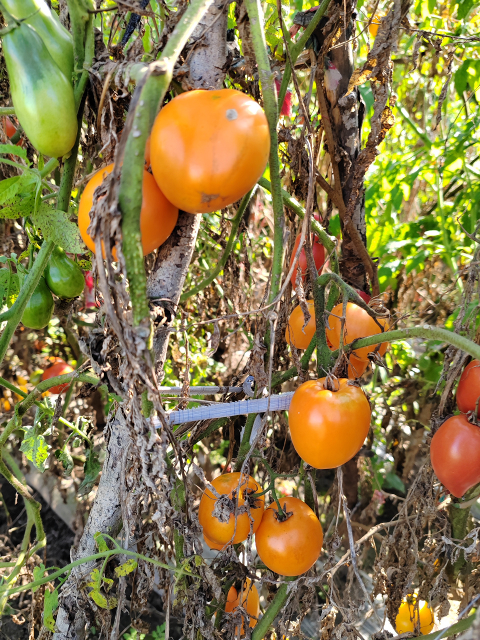柿子也是吃不完,秧就干枯了