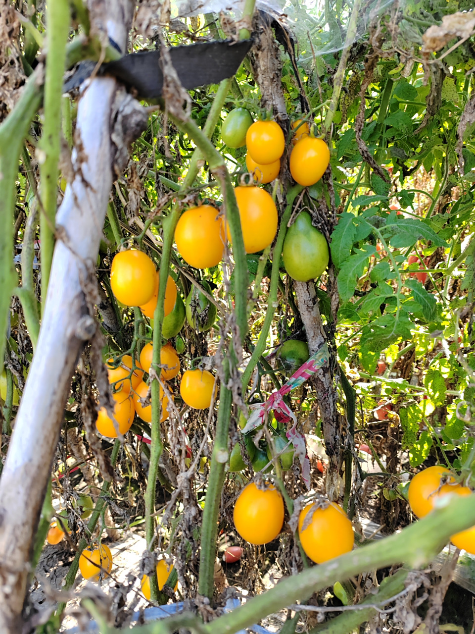 柿子也是吃不完,秧就干枯了