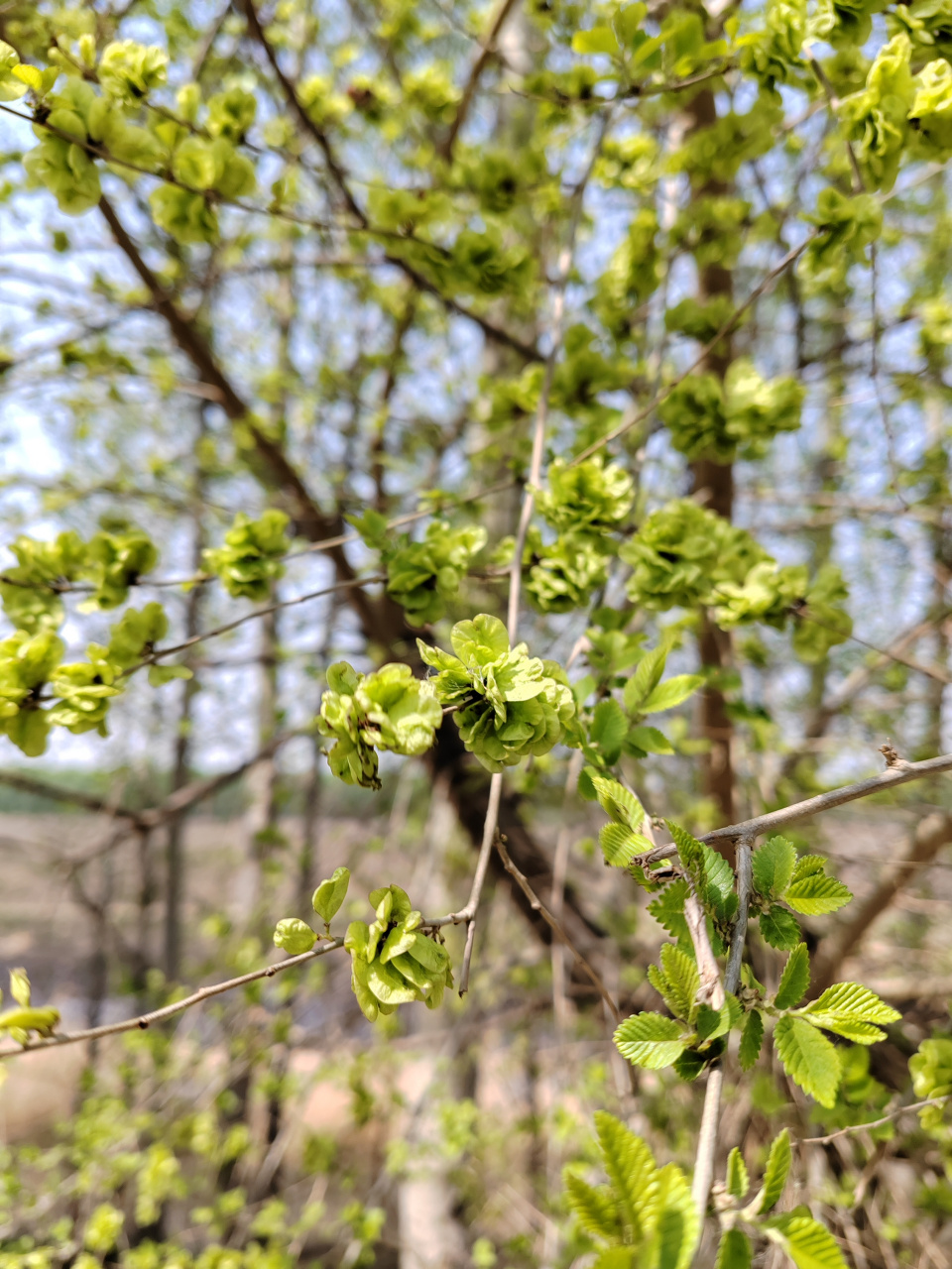 榆钱一串串,能做榆钱饭!