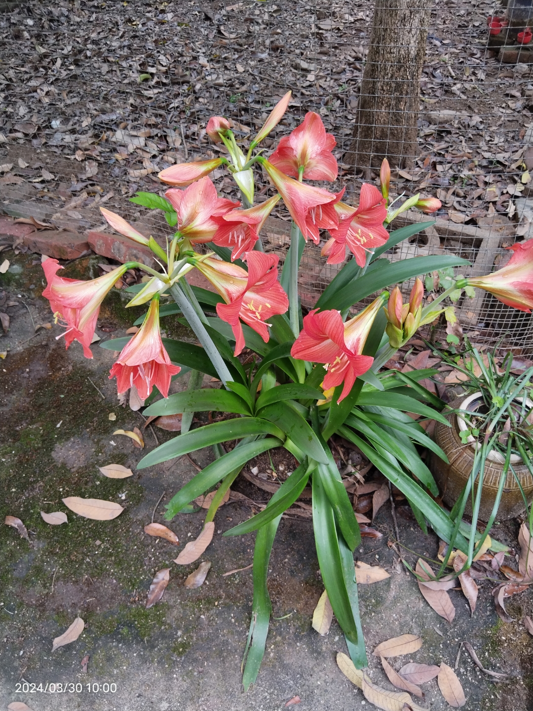 这花是不是叫风雨花?不知名的花.