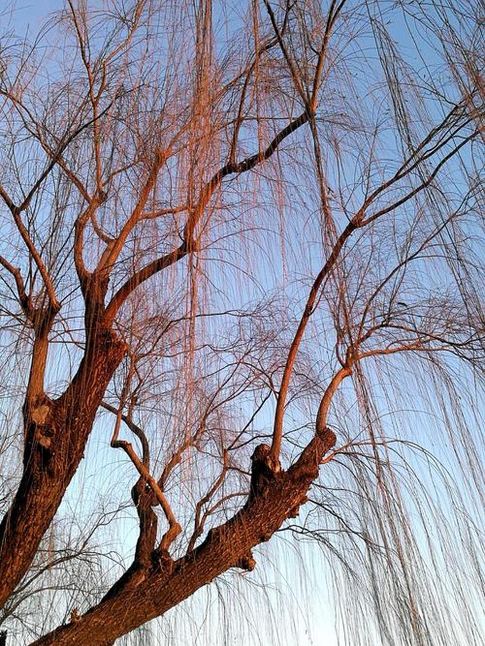 【七绝新韵】踏春/译轩非尔  清波玉柳映霞红 镜水浮云见草青 一夜