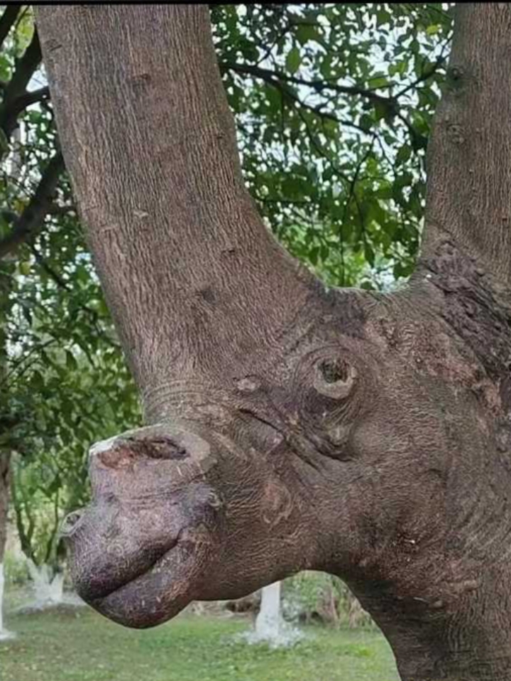 来看看这两颗树多么的奇葩,给树干装上眼睛,铁栏还能穿树像似嘴巴咬着