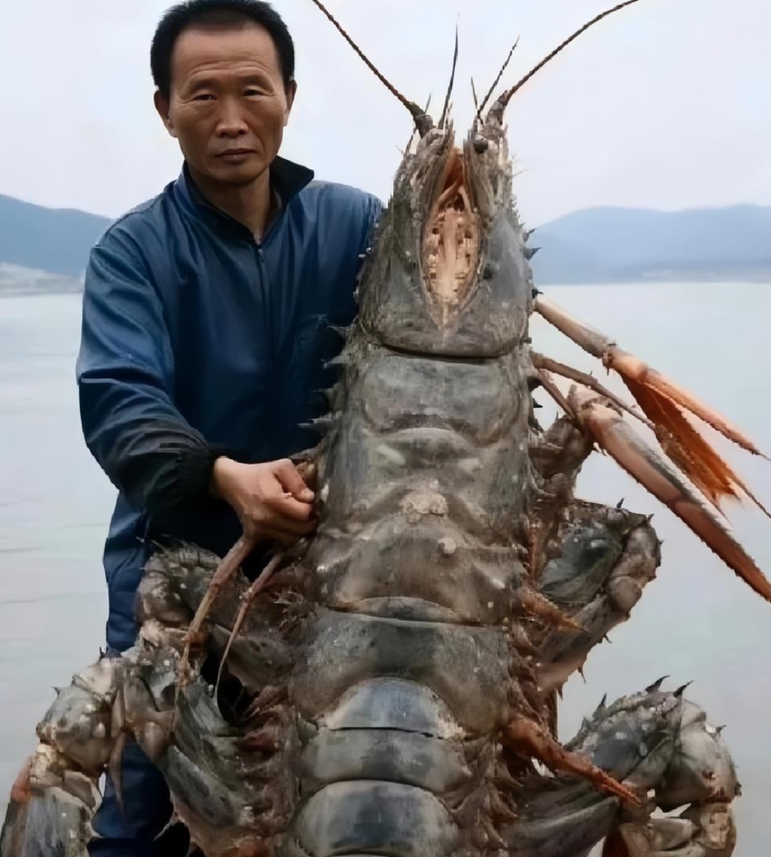 超大龙虾图片餐桌上图片