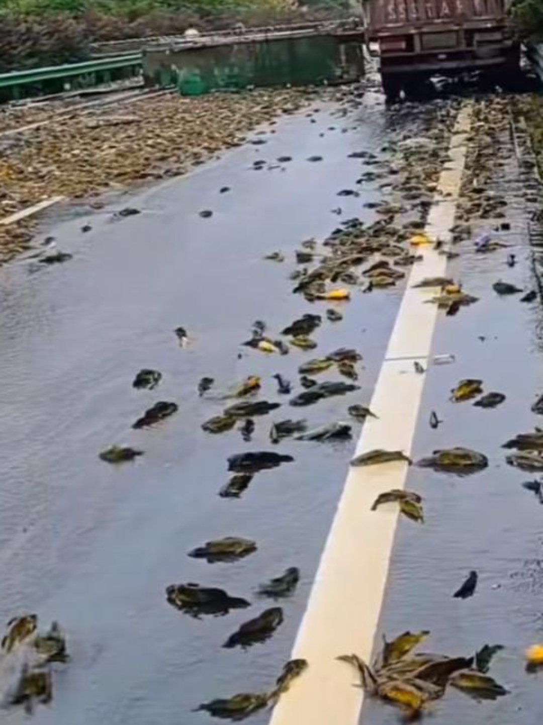 我的天呐,路面上居然全是黄骨鱼,都死翘翘啦!