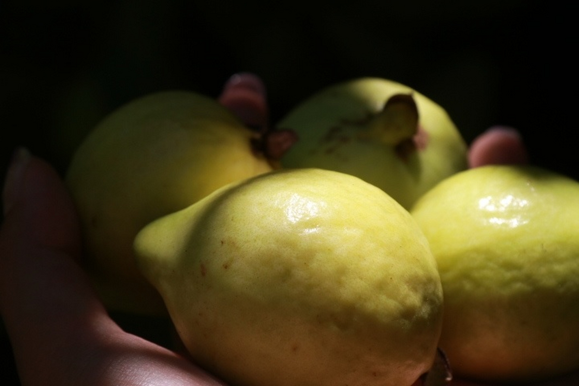 番石榴,小时候更喜欢叫做"胶子果",在云南是一种常见水果.