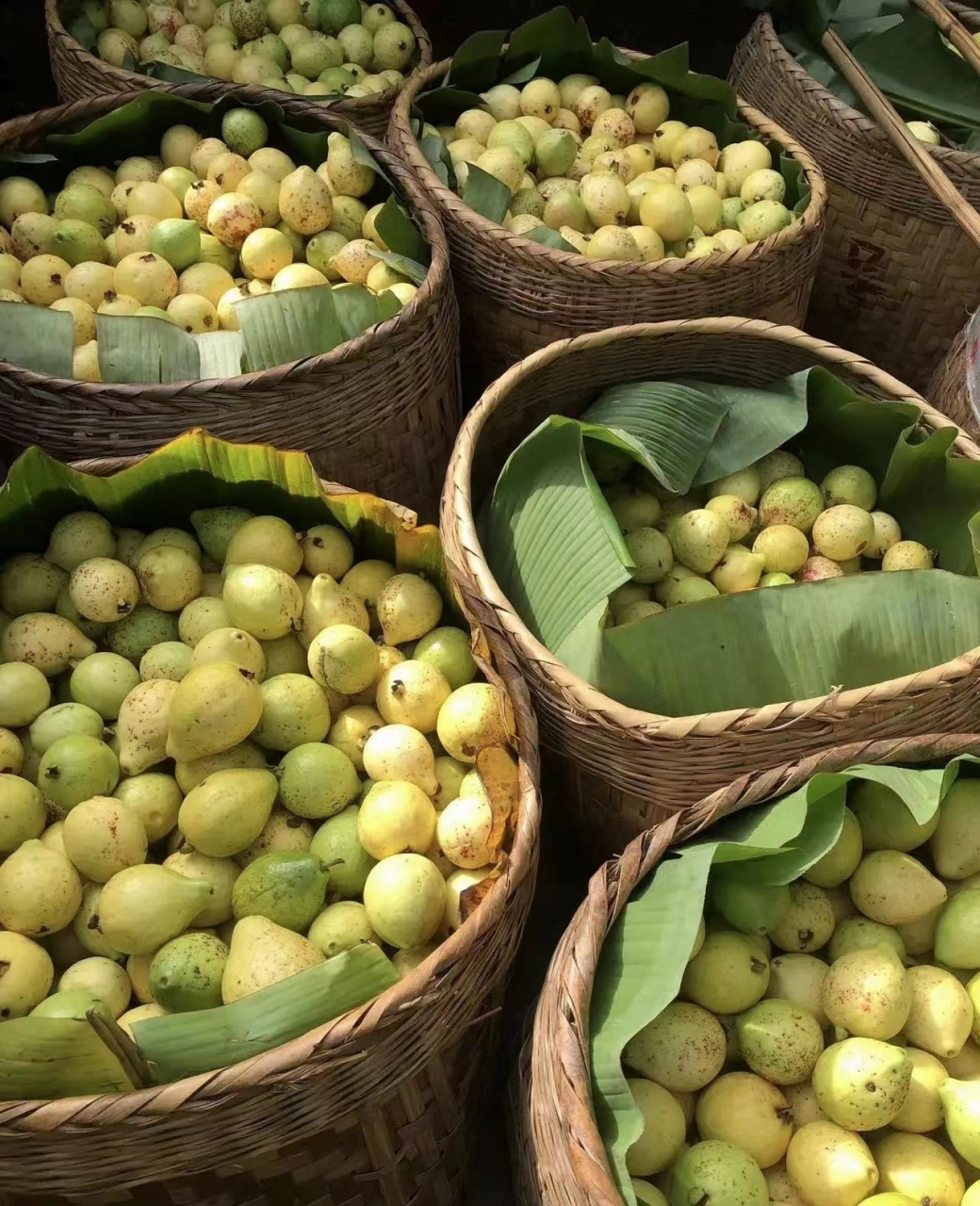 番石榴,小时候更喜欢叫做"胶子果",在云南是一种常见水果.