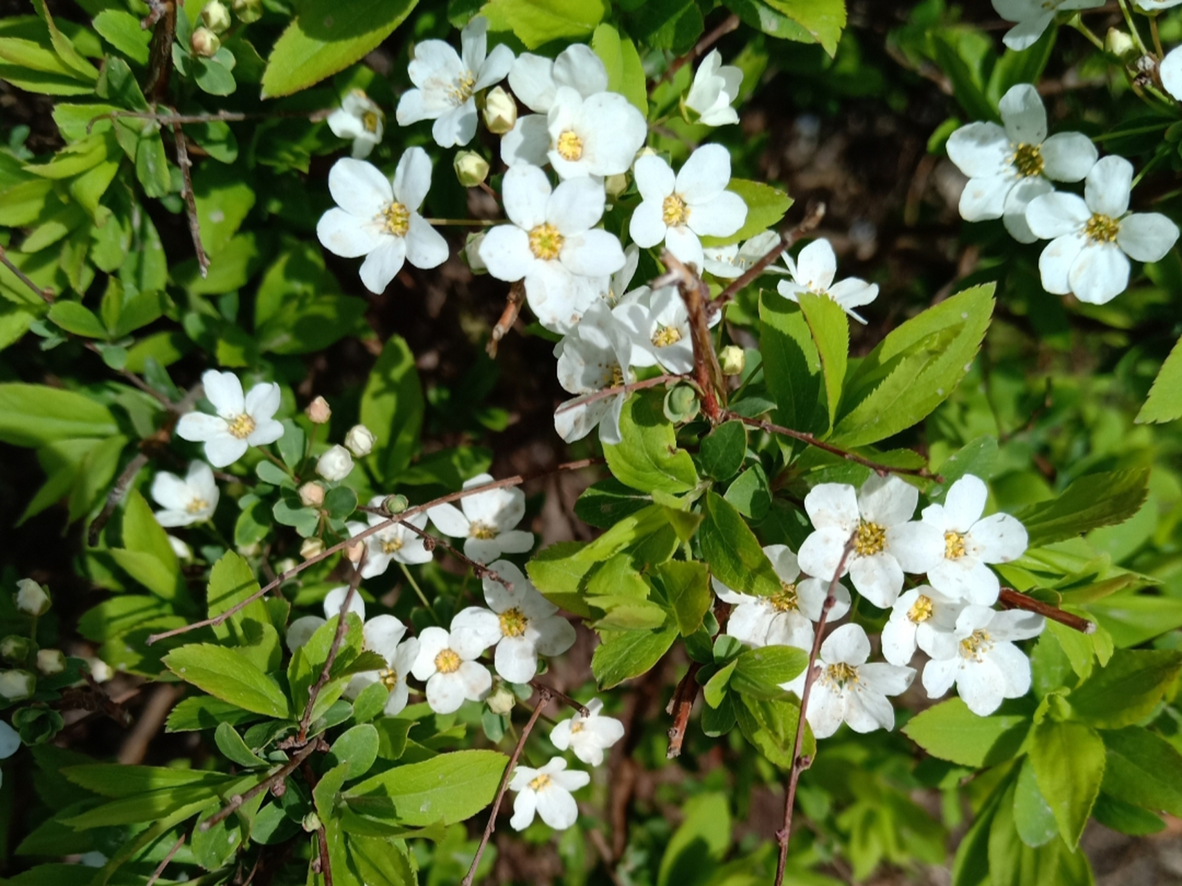 健康"银行"#珍珠绣线菊花五个白色花瓣中心是黄色花蕊,不起眼的小花