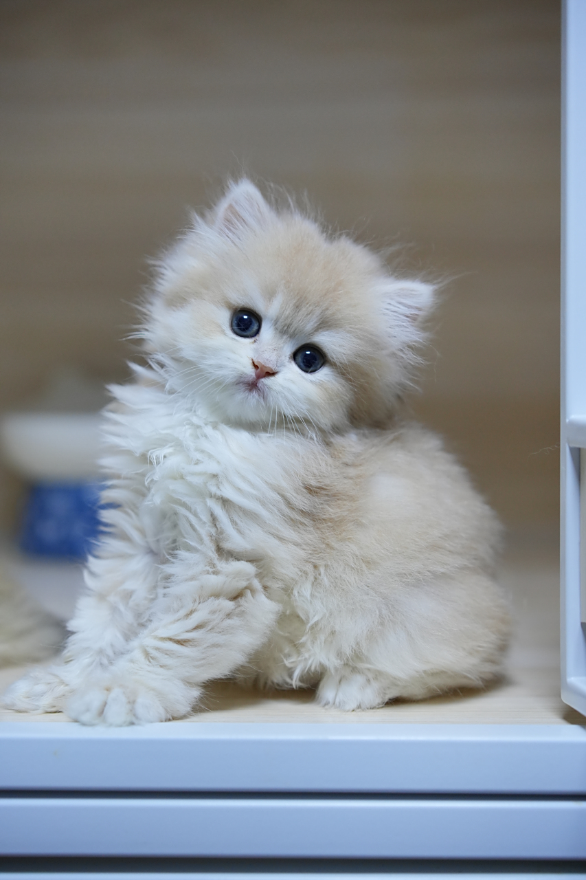 猫咪#朋友家的蓝金渐层,传说中的仙女喵,也太好看了吧!