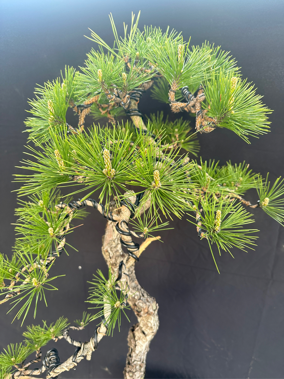 文人系黑松,盆上高1米,粗度五公分,换个高档紫砂盆.