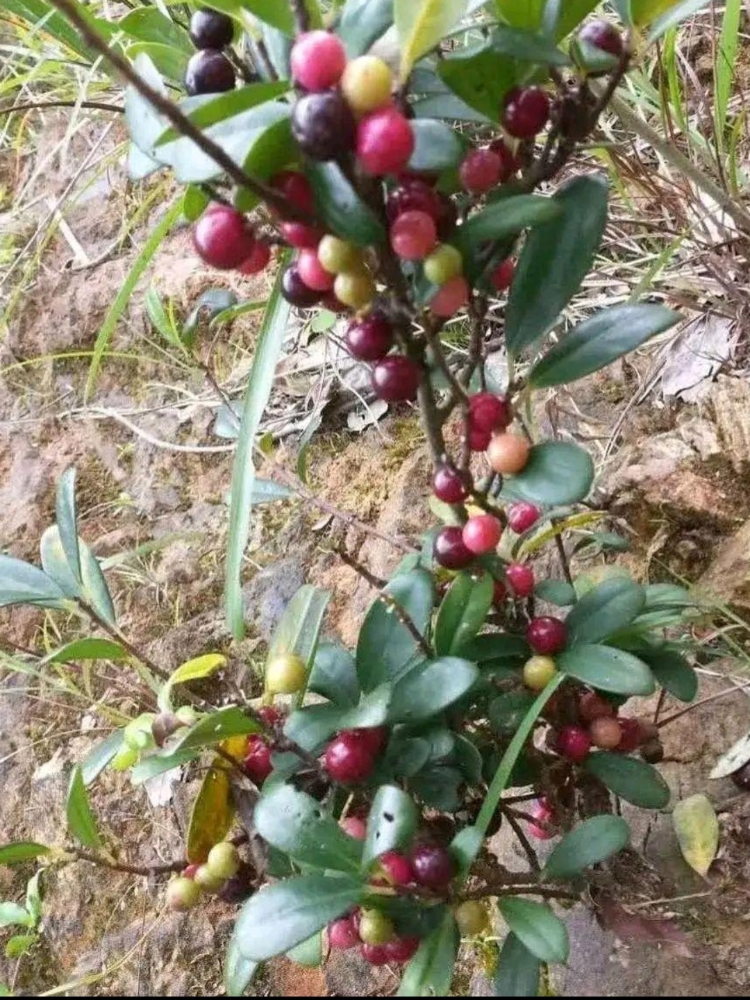 乡间山路散步,偶遇这一山果树,树上长满了一簇簇的奇妙果实.