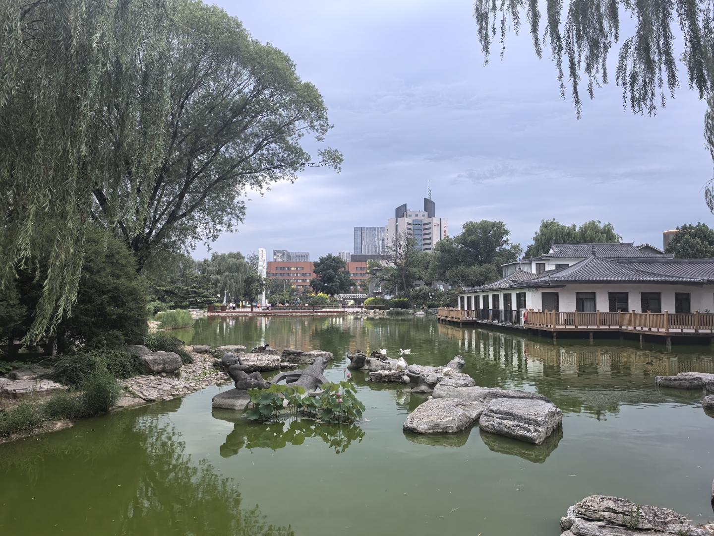 它们的合作以彼此认识为基础;如果你我都是黑猩猩