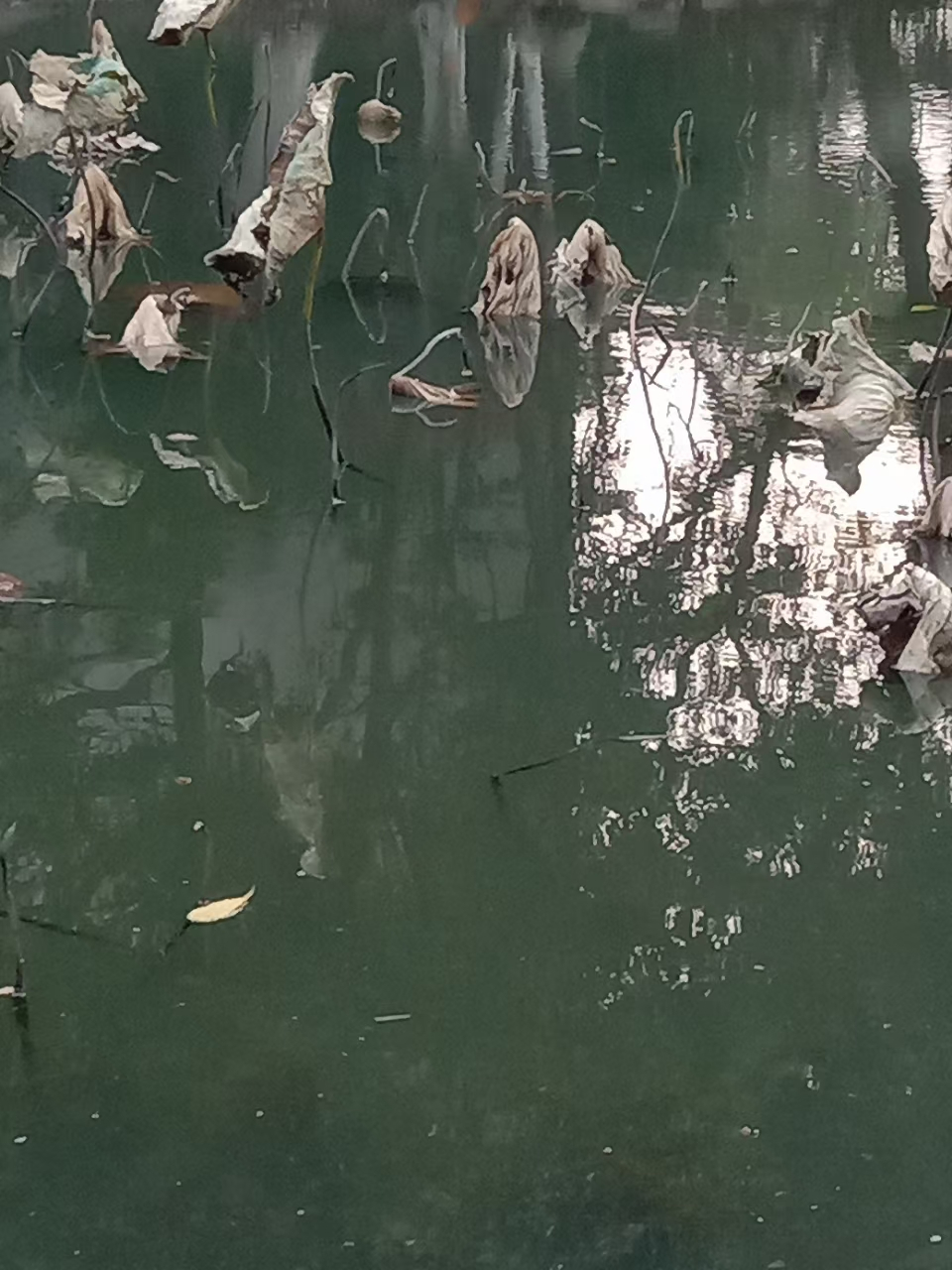 海子说从明天起做一个快乐的人,结果海子卧轨了.