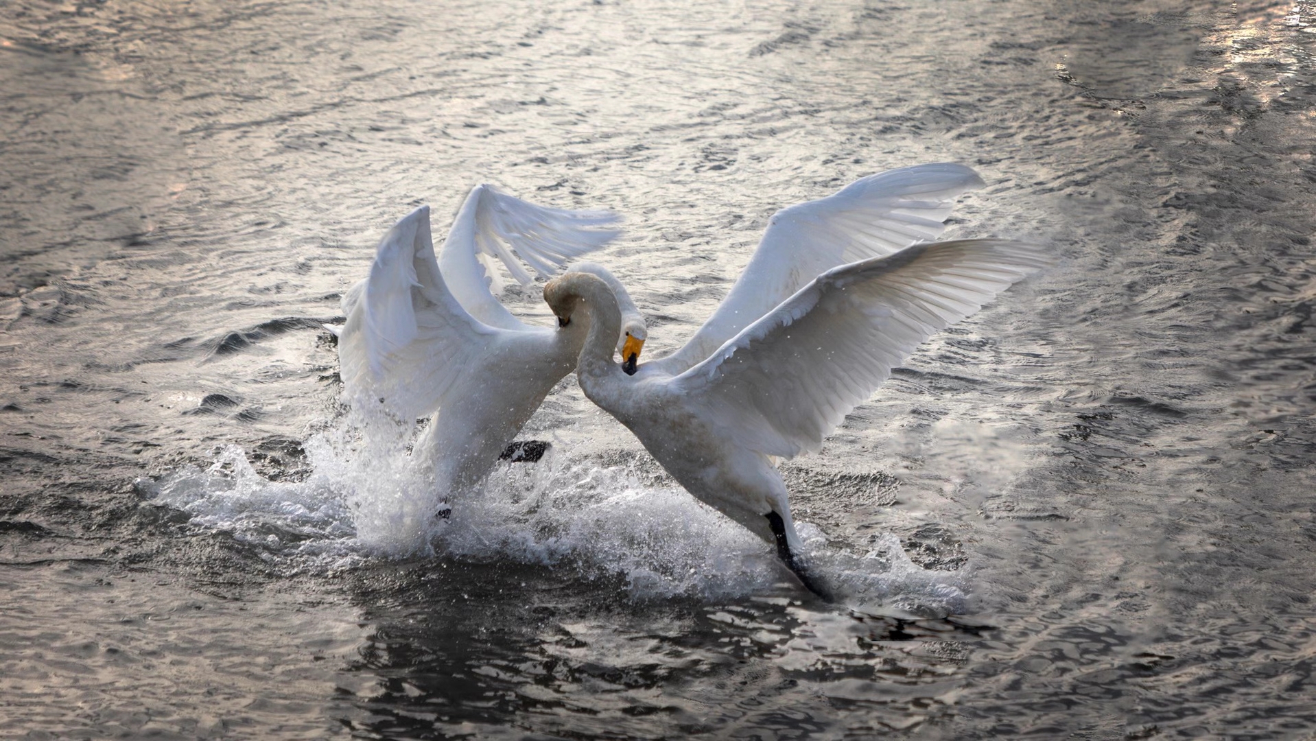 两只白天鹅优雅地游弋其中,它们互相追逐,嬉戏,宛如一幅动人的水墨画.