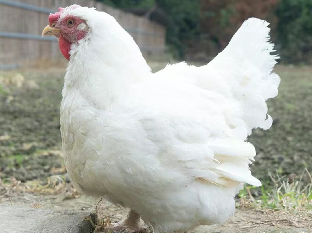 #知识创作挑战赛初夏篇# 白羽鸡,顾名思义,羽毛洁白如雪.这种鸡是现代