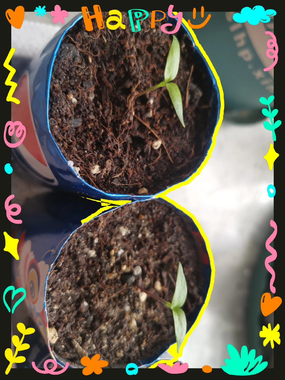 小辣椒成长日记--第25天 小辣椒的第三片羞羞答答的,不知道啥时候才能