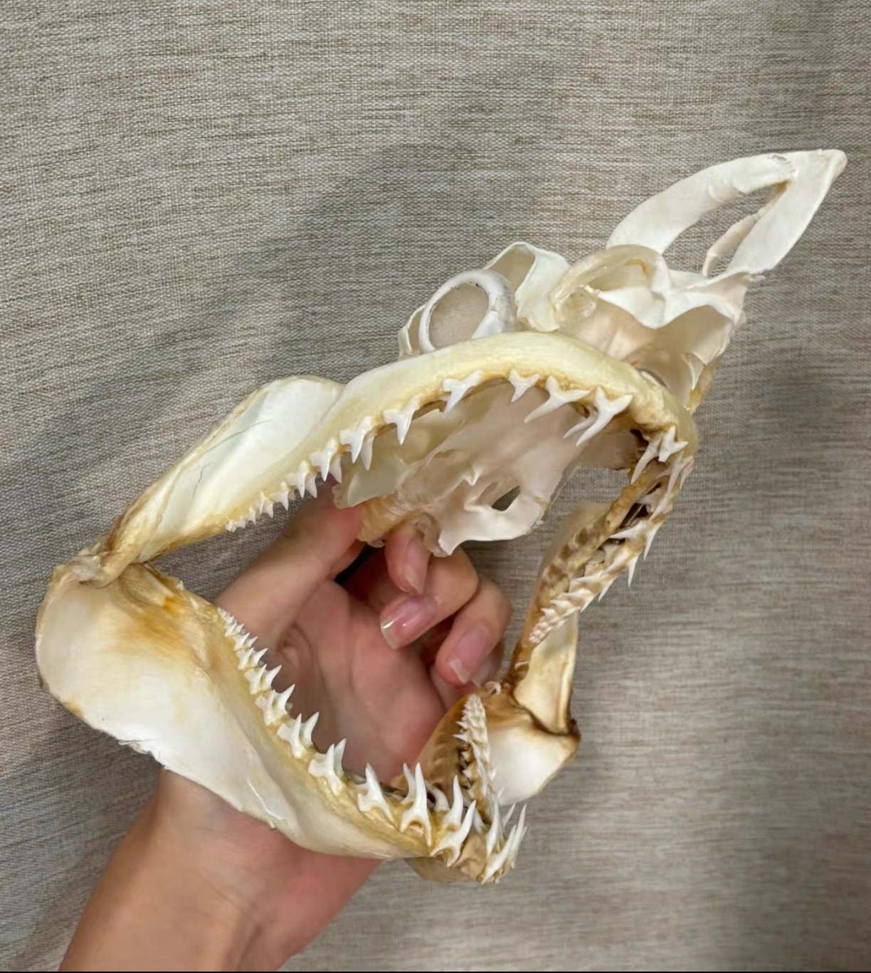 一条1.5米长尖吻鲭鲨的头骨