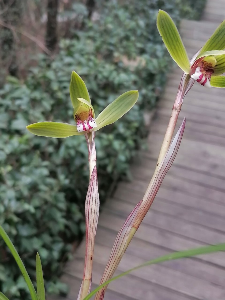 看看我的豆瓣兰好看吗?