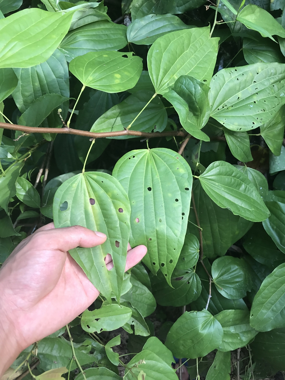 采药挖药.野生鸡血藤.钩藤.千斤拔