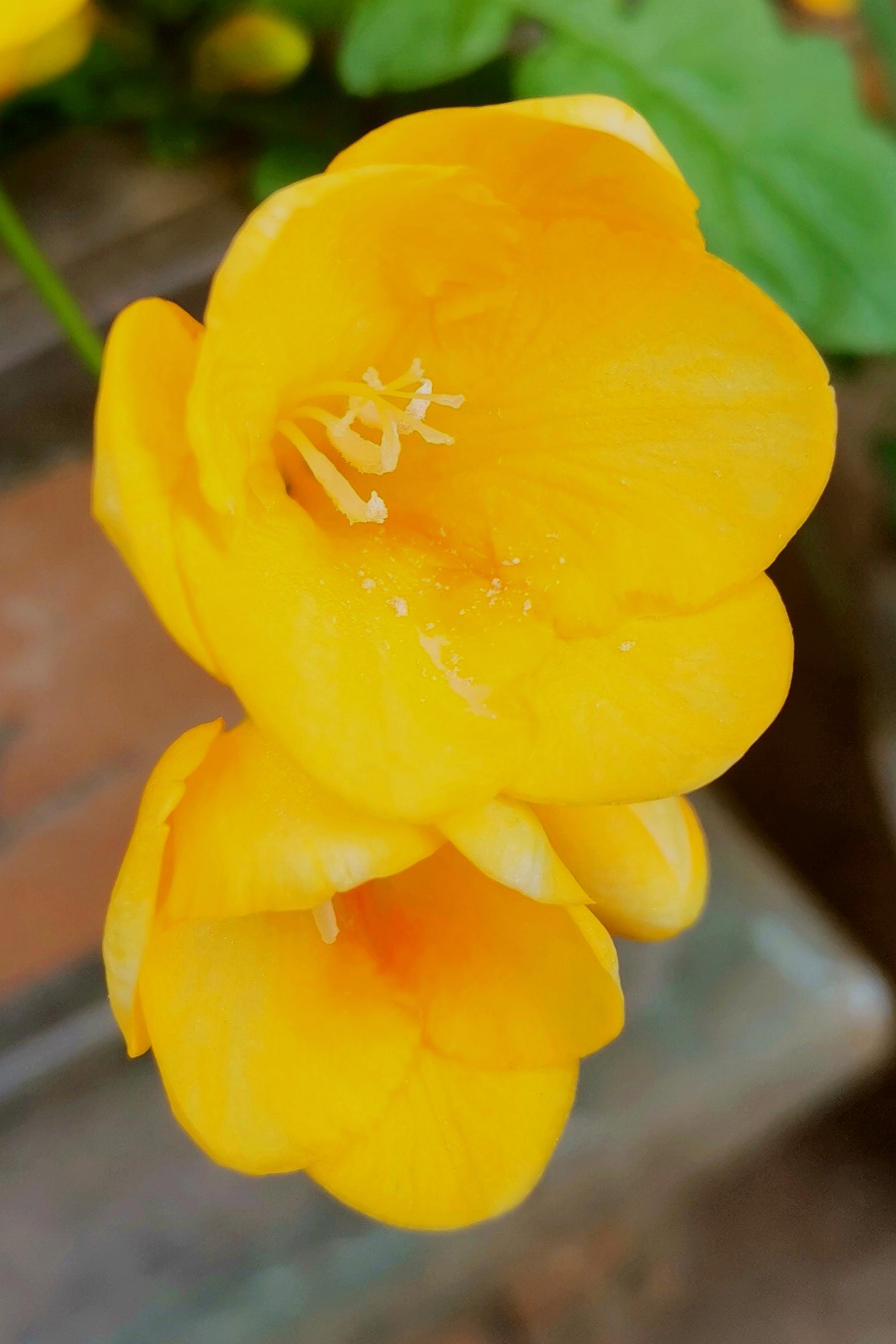 别名:小苍兰,小菖兰,剪刀兰,素香兰,香鸢尾.花期:4-5月.科属:莺尾科.